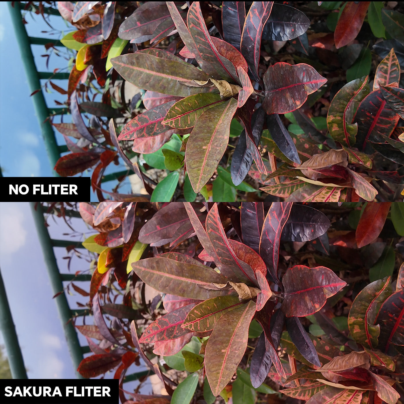 Sakura Diffusion Filter