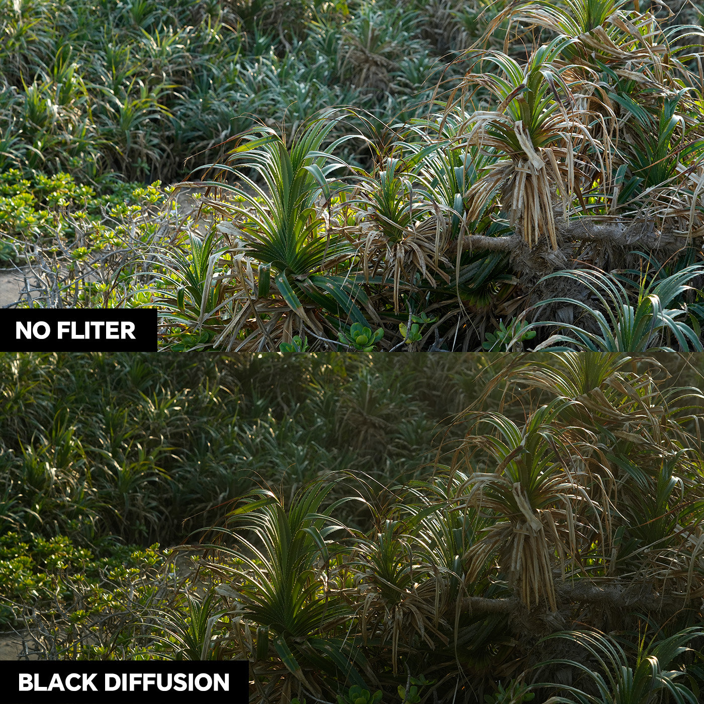 1/4 Black Diffusion Filter